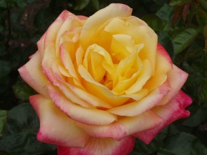 LOVE AND PEACE (hybrid tea)